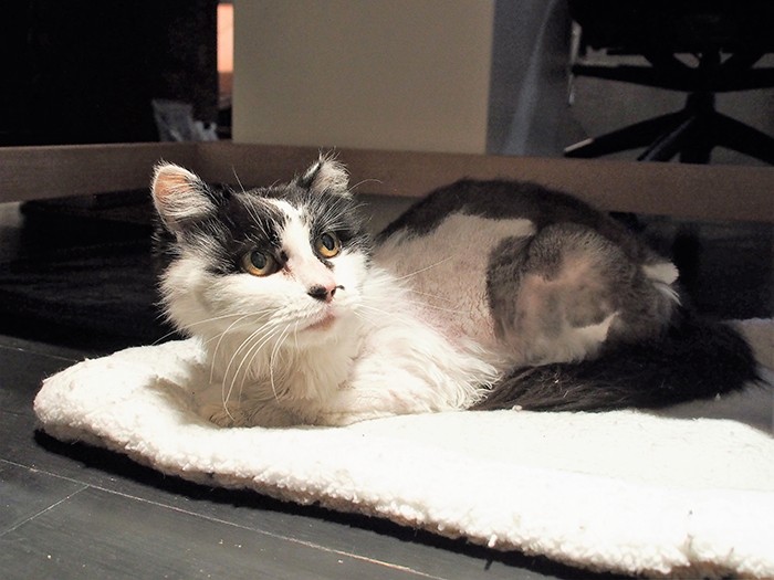 7年以上ぶりの屋根の下で。大きくなった毛玉を取るために刈り上げに