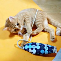 保護から1カ月、生後推定6カ月を迎えたこなちゃん（画像提供：ユンコロさん）