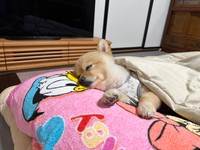 気持ちよさそうに眠るポメくん（画像提供：飼い主さん）