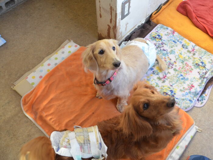 事務所のそばで過ごしていた犬たち