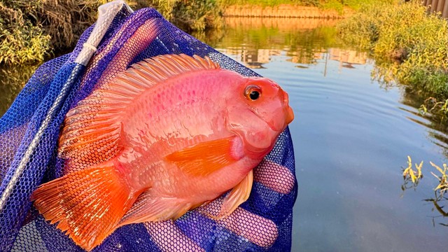 東京の用水路に巨大金魚！？／あらかわさん（@Arakawa455）提供