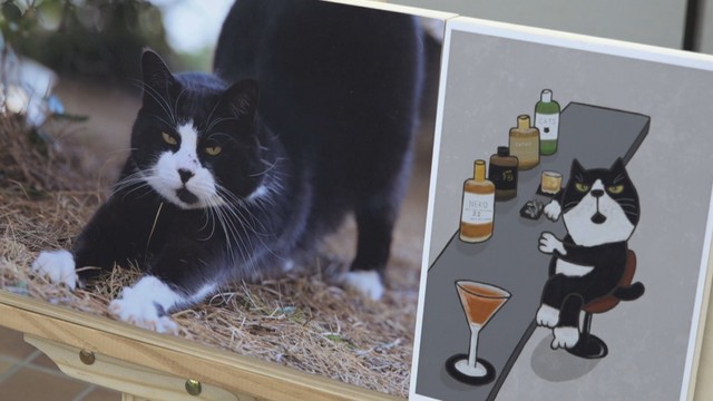 地域猫写真展（入場無料）　11月1日から3日まで 午前10時～午後5時　百花プラザ（岡山・東区西大寺南）