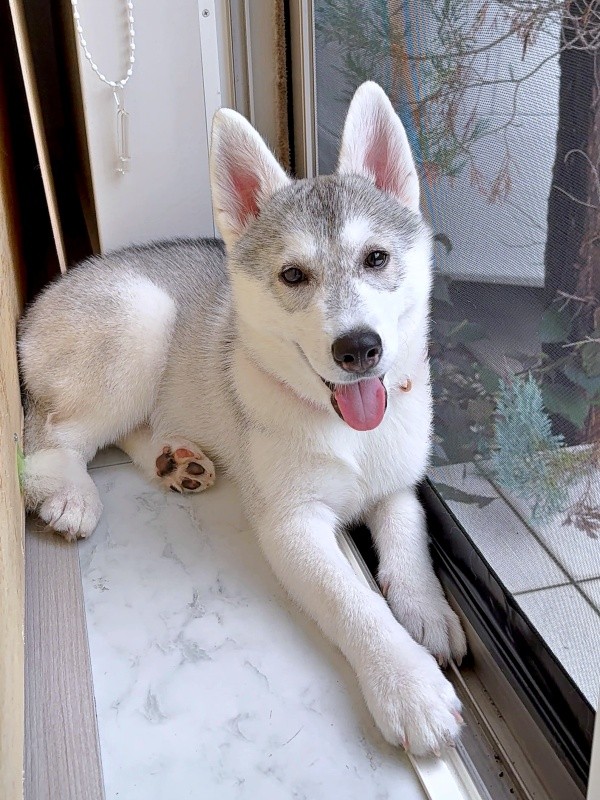 窓辺でくつろぐやちよちゃん（画像提供：やちよ Huskyさん）