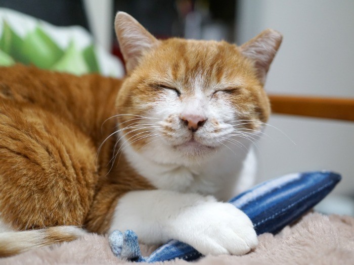 多摩川の河川敷出身の「チャトラン」ちゃん（７歳）