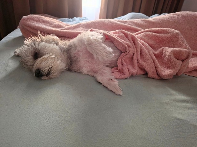 自分でミニ布団のように布団にくるまって眠るペレたんくん（ペレたんさん提供）
