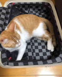 なぜかスーツケースに入りたがる川口家の猫