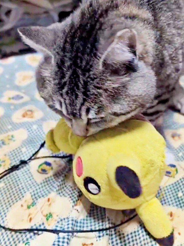 すぐにピカチュウのぬいぐるみをくわえるまいたけさん（画像提供：亜麻音 あかねさん）