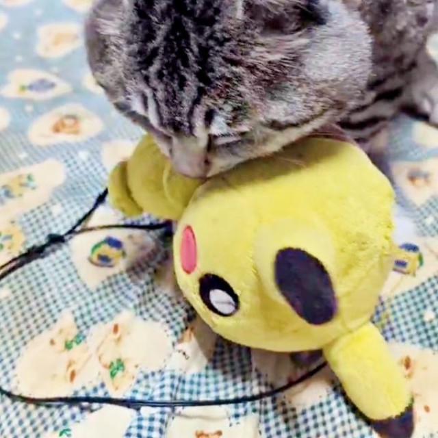 すぐにピカチュウのぬいぐるみをくわえるまいたけさん（画像提供：亜麻音 あかねさん）