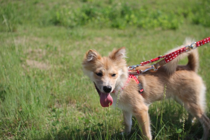 子犬から少し成長して貧相な時代