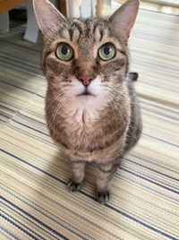 現在、飼い主さんを見上げるまろちゃん（画像提供：こまちさん）