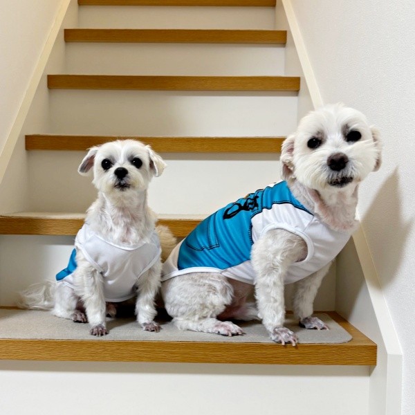 おそろいの洋服がかわいい（左から）マルくん、プクくん（画像提供：プクマルさん）