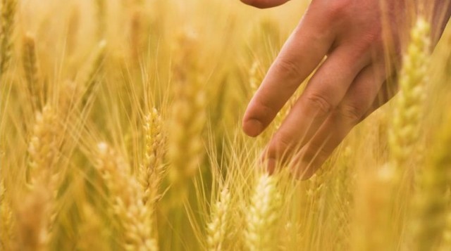 香川県産オリジナル小麦「さぬきの夢」　PR動画を5月1日に公開へ！