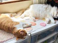 2024年4月、仲良く寝そべる（左から）ミミちゃん、モカちゃん（画像提供：neko好きさん）