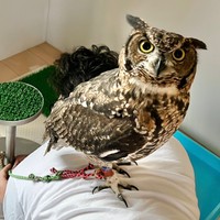 「パパの背中、最高！」 なかなか降りたがらないアルタイルちゃん（画像提供：アフワシのアルタイルさん）