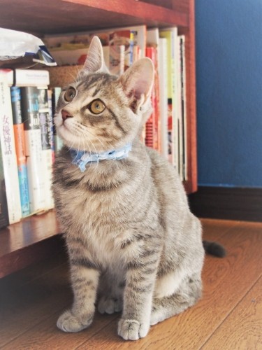 元気いっぱいのサラ