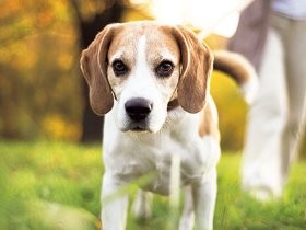 ペット保険、どう選んだらいい？　サービスを比較、解説