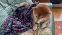 家族の帰宅、隠し切れない喜びにシッポをぶんぶん振る柴犬さん（画像提供：柴犬ハルさん）