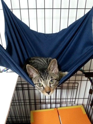 家に迎えた頃のはっぴー（いつもハンモックで揺れていました）