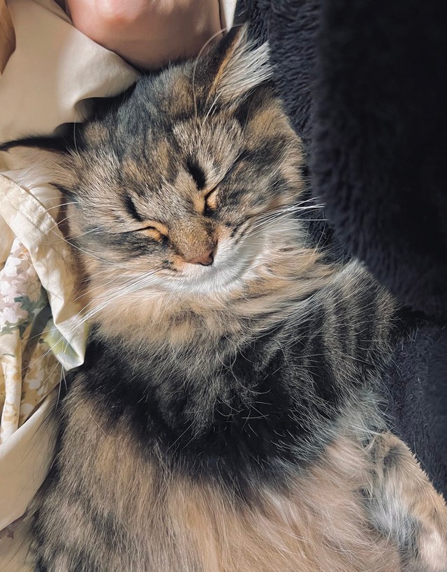 すやすやおねんね＝ヤマネコさん（@ymnc_rf）提供