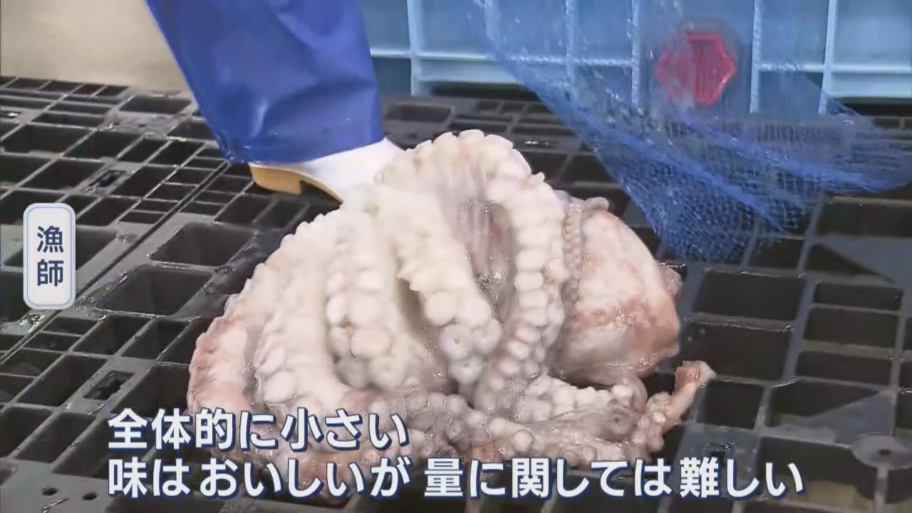 宮城・南三陸町特産　ミズダコ漁始まる　水揚げ少なく厳しいスタートに