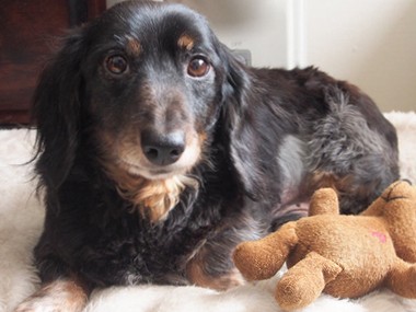 おだやかに家族を和ませる老犬　夏に倒れ、ゆっくりと回復へ