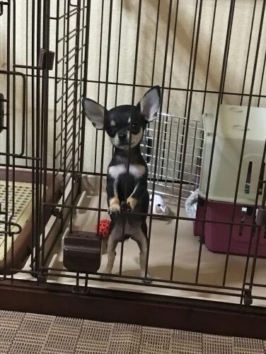 家にきたころの「ノアール」