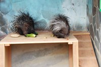 小さな子どもの目線にもちょうど良い高さでエサを食べるヤマアラシ。前脚でしっかり掴んで食べる様子が見られることも