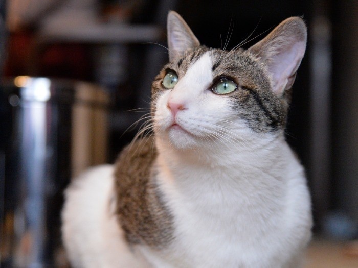 じゃあナスじゃないけど、なすがまま、いこう