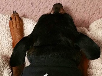 熊本地震、くまモングッズを「買って支援」