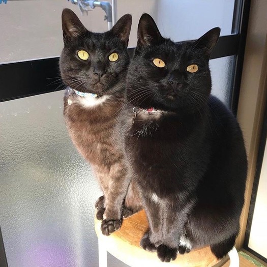 「見分けがつくようになった？」「ヒントは縞ですよ」