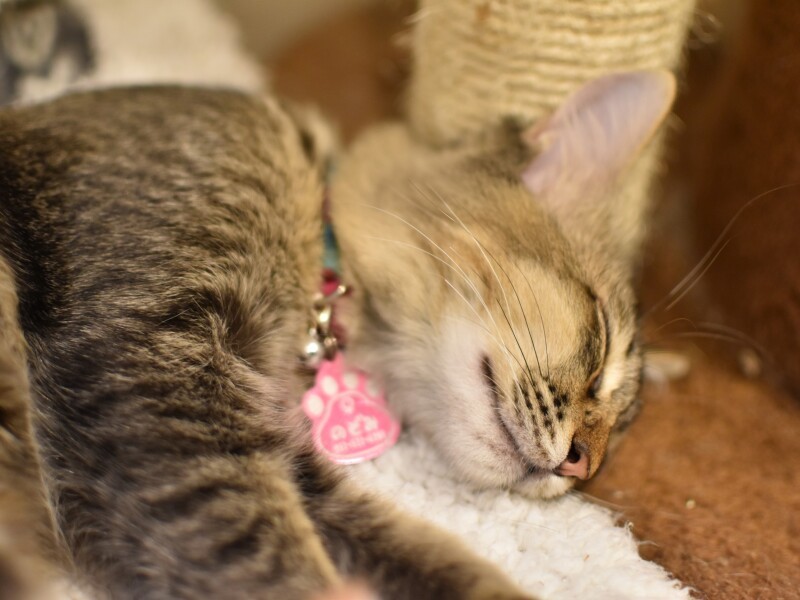 熟睡中ののぞみちゃん（三上佑介さん提供）