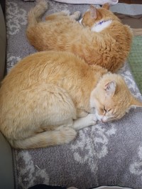 仲良く添い寝する（奥）ナオくん、（手前）フータくん（画像提供：ナオとフータさん）