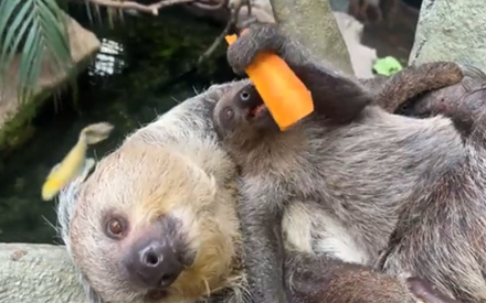 マロロのおなかの上で大の字になりながら貪るコロロ（那須どうぶつ王国のTwitterの動画のキャプチャ画像）

