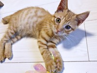 すくすくと成長したツナくん（画像提供：mmmさん）