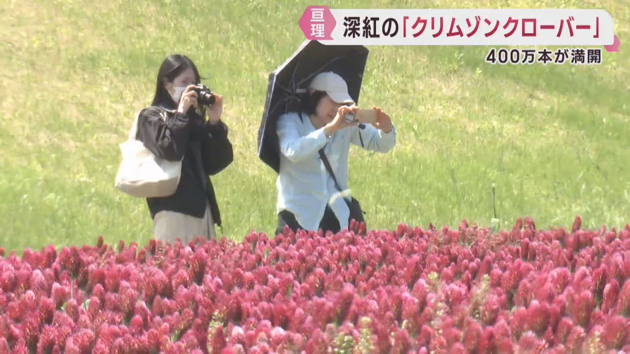 深紅の花クリムゾンクローバーが見頃　宮城・亘理町の阿武隈川沿い