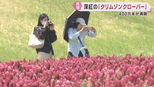 深紅の花クリムゾンクローバーが見頃　宮城・亘理町の阿武隈川沿い