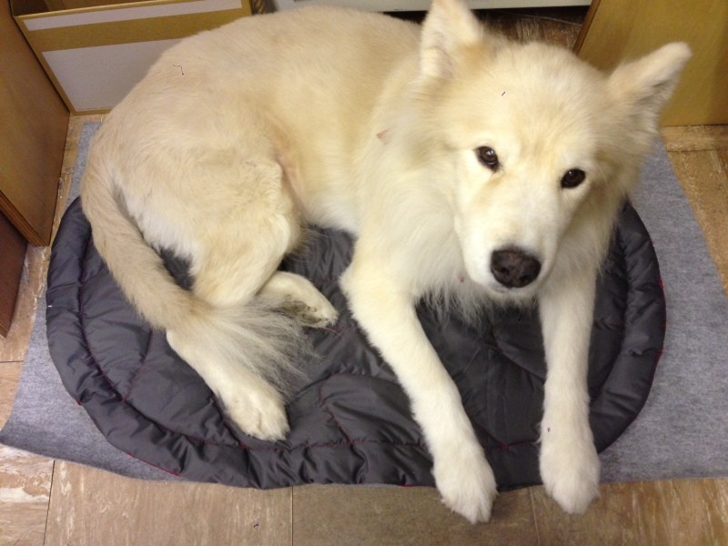 事務所にはタケ専用のベッドを置いていた