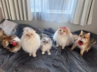 投稿の5匹の猫との暮らしはYouTubeで配信中