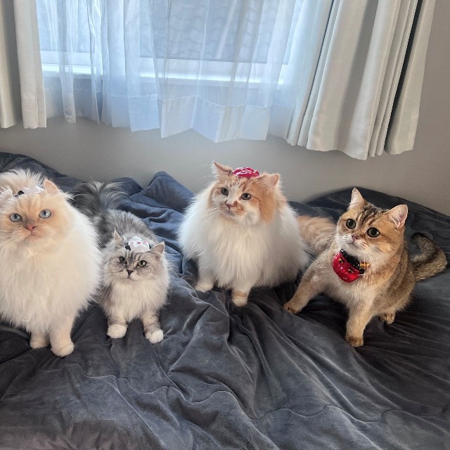 投稿の5匹の猫との暮らしはYouTubeで配信中