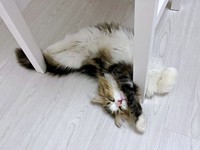 へそ天になってすやすや眠るダリくん（画像提供：村人Cさん）