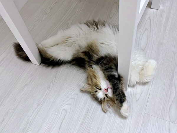 へそ天になってすやすや眠るダリくん（画像提供：村人Cさん）