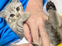 生後推定2カ月、保護当初、飼い主さんの手にじゃれるしじみくん（画像提供：しじみとんさん）