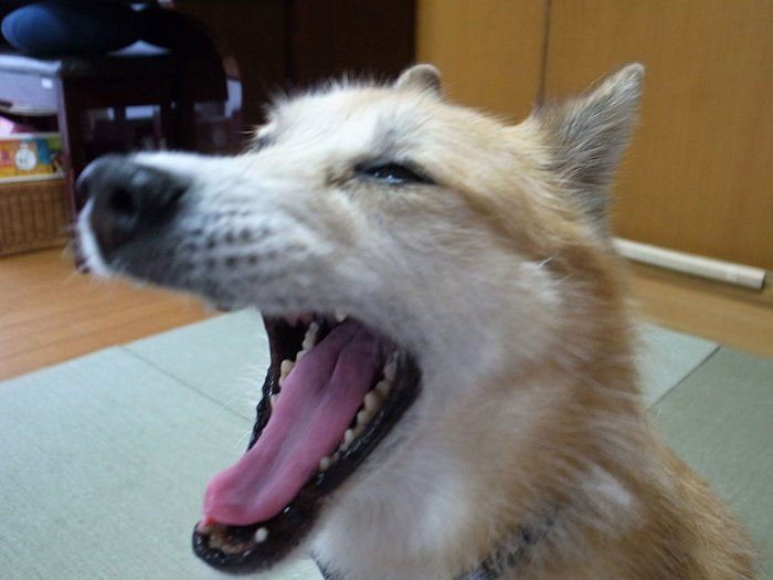 いつもはお昼寝の時間