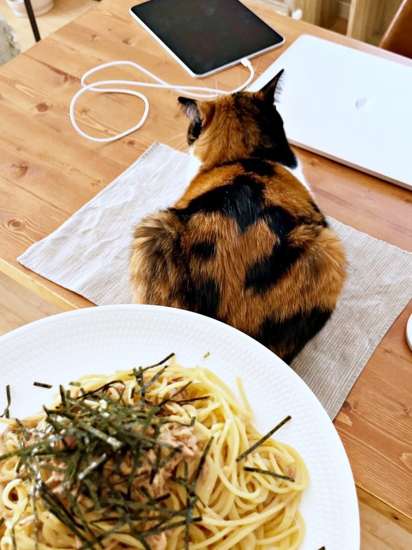 ランチョンマットの上に座ったてぃらのちゃん（画像提供：てぃらのさん）
