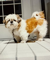 金太が主人公と暮らしていた頃の写真（シーズーマンガ「あうんのてんぽ」作者さん提供）