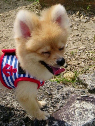 笑顔がかわいいポン太くん（お母さん提供）