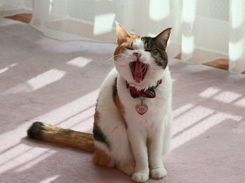 おとなの猫もかわいいのよー！