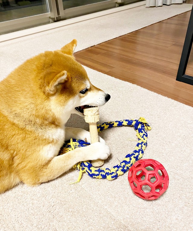 おもちゃは1箇所に集めて遊ぶのがひるねちゃん流です（画像提供：柴犬 ひるねさん）