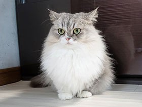 一体、何をみつめているの？　ツンデレすぎるミヌエット「アグ」