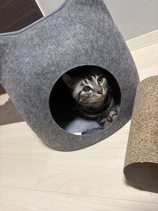 お気に入りの猫型のおうち（提供：こめさん）